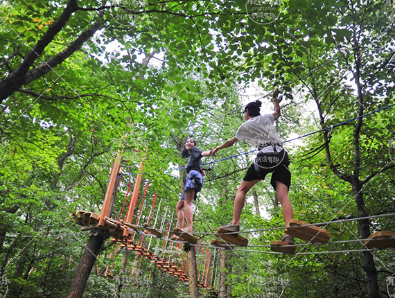 樹(shù)上探險(xiǎn)